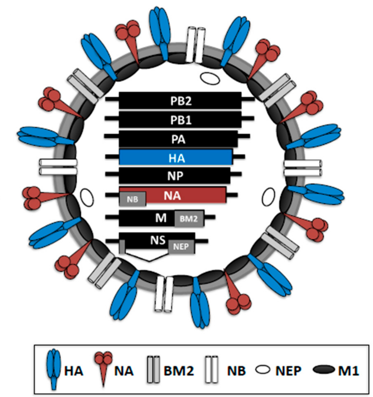 What Is The Influenza B Virus? - Saasaro